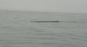 Blue Whale off Big Sur