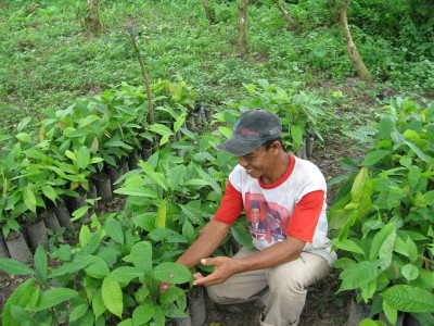 Cocoa seedlings on Seram